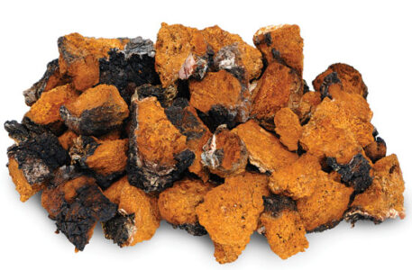 The Amazing Healing Powers of Mushrooms Image